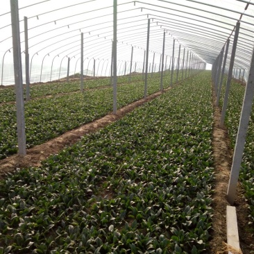 菠菜20~25厘米