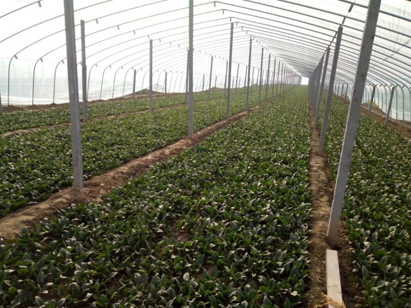 菠菜20~25厘米