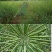 压榨菜籽油