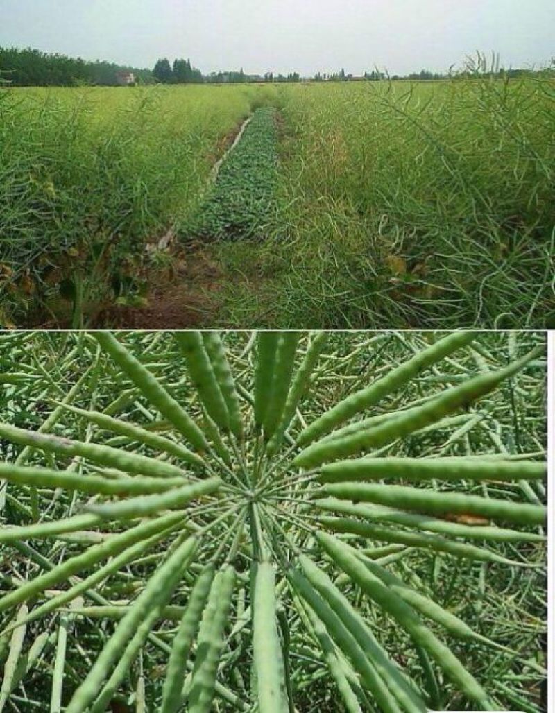 压榨菜籽油