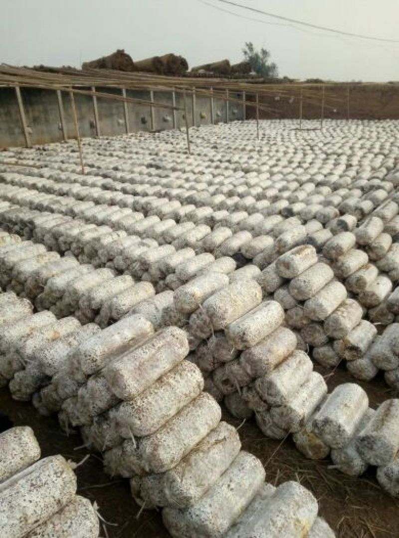 河北邯郸新品种平菇菌棒蘑菇卷棒抗病高产免费技术指导