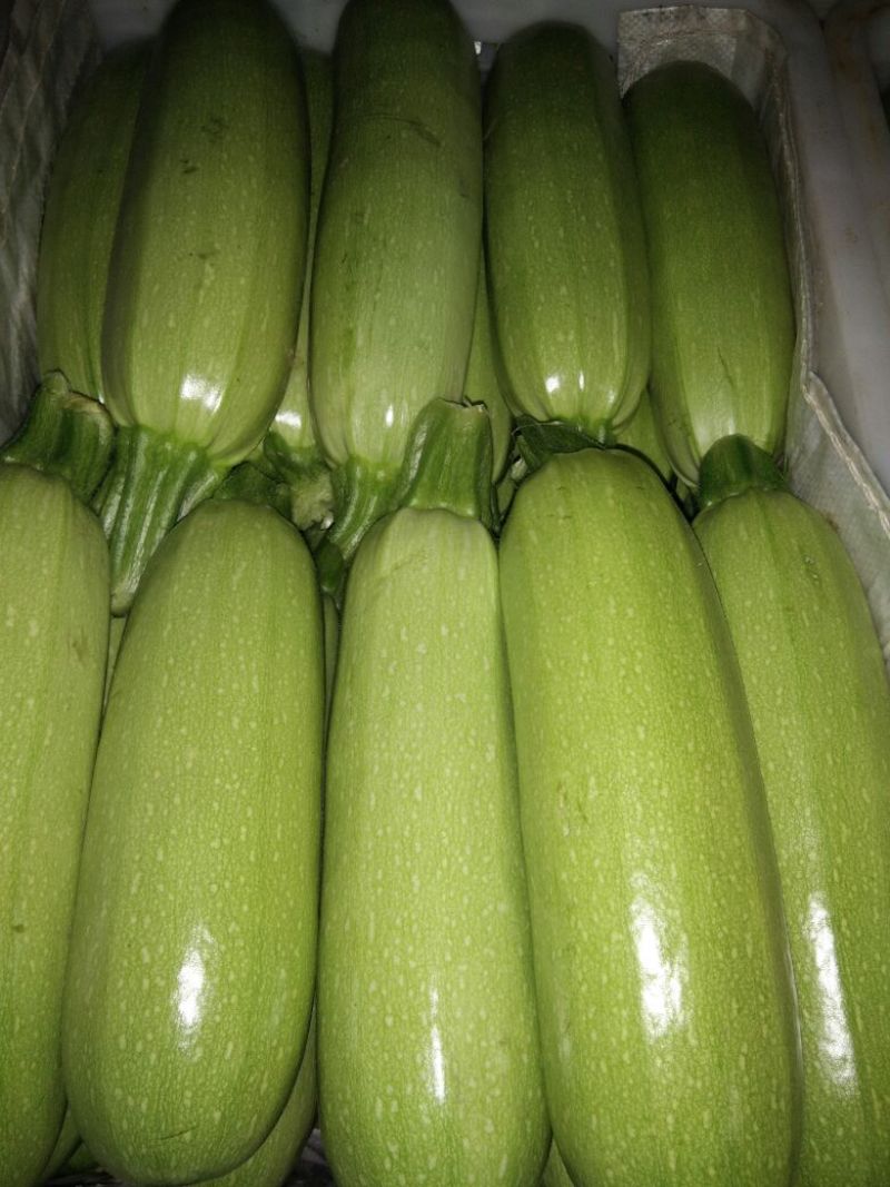 寿光绿皮西葫芦产地实力代收供应超市档口电商食堂