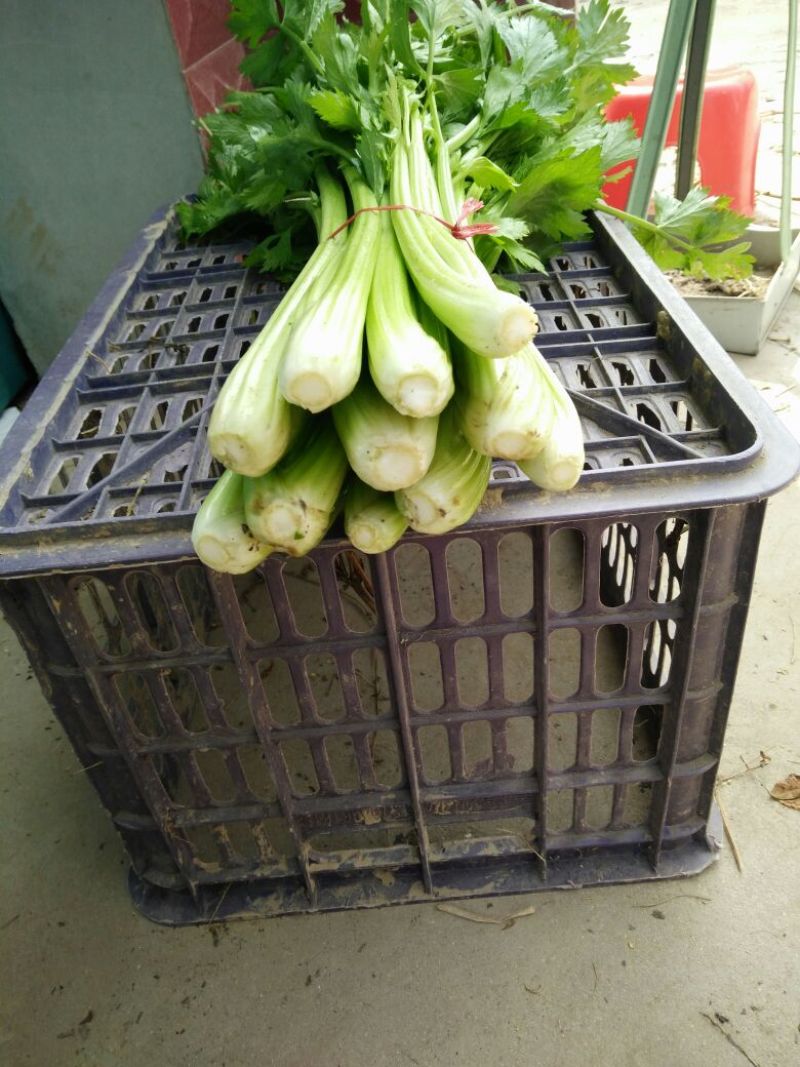 西芹金乡县西芹质优价廉