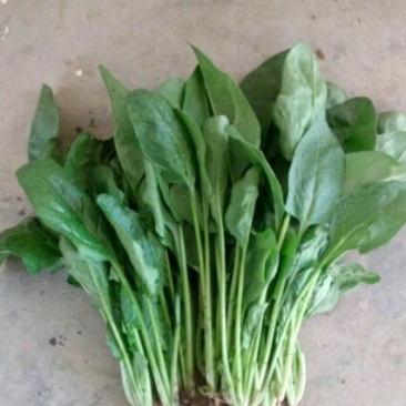 菠菜25~30厘米