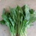 菠菜25~30厘米