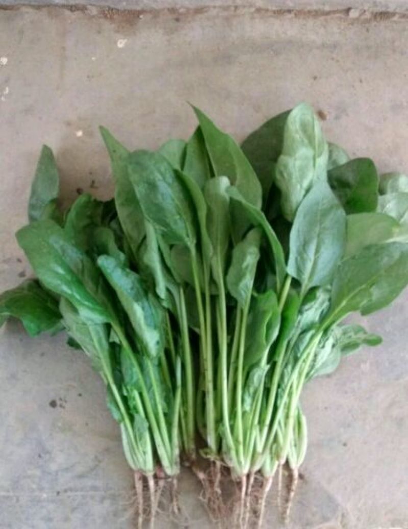 菠菜25~30厘米