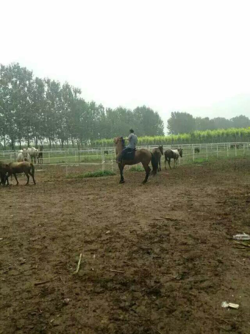 肉马600kg以上