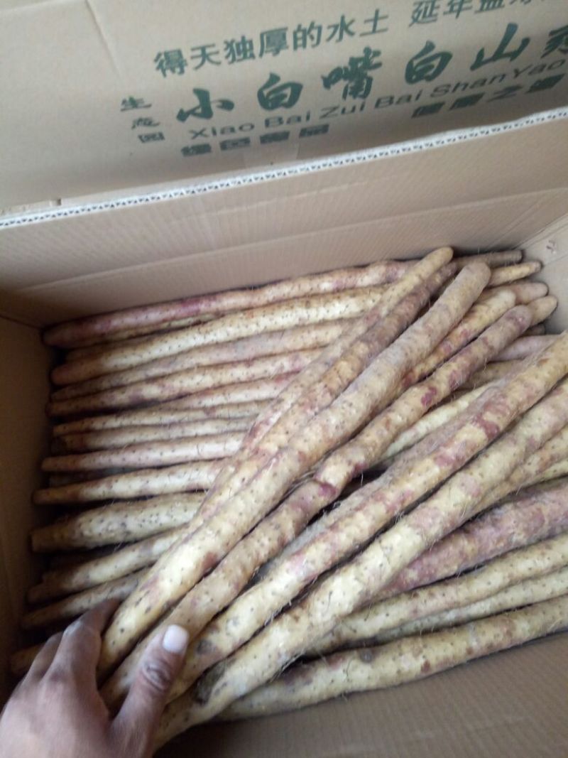 小白嘴白山药2~3厘米一级20~30厘米河北产区