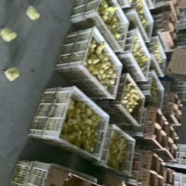 扬州大白鹅苗250g以下