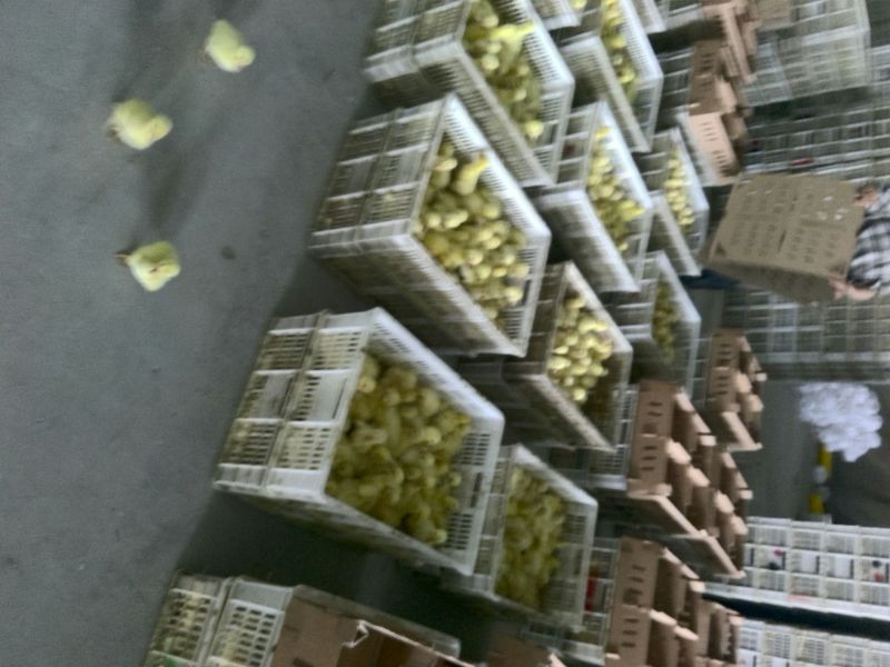 扬州大白鹅苗250g以下