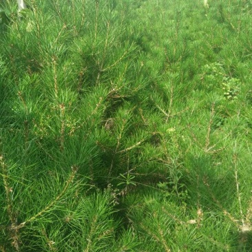 松树苗80~100cm
