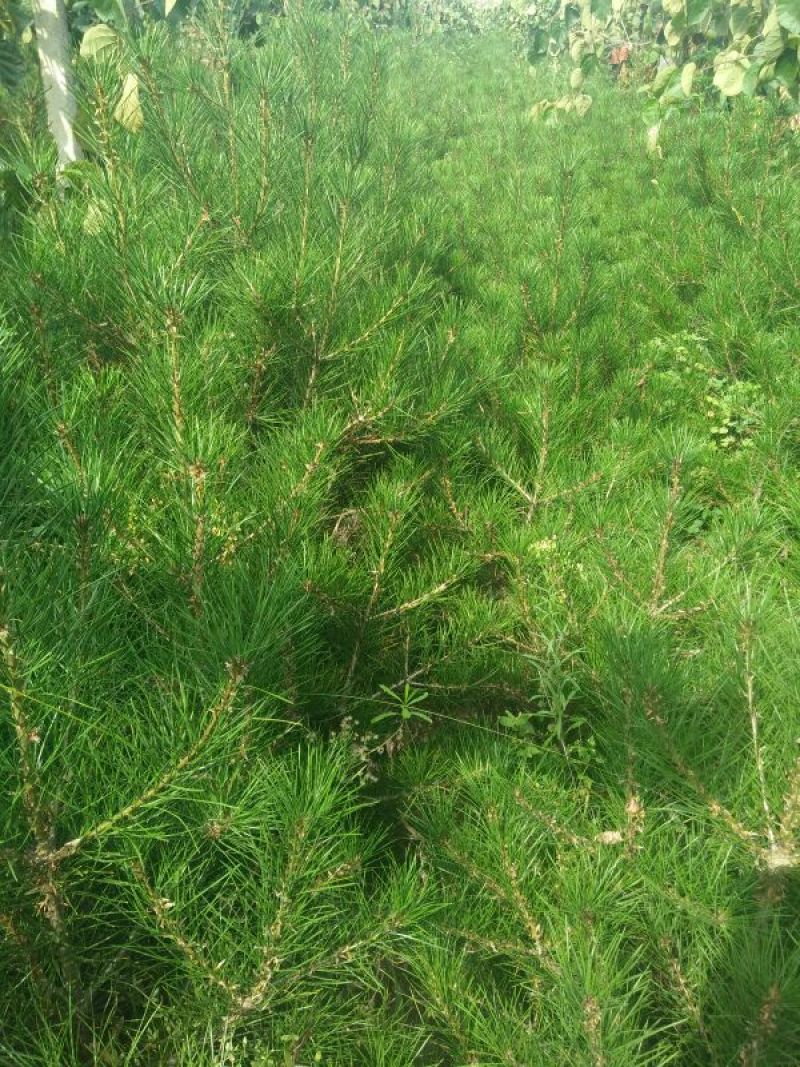松树苗80~100cm