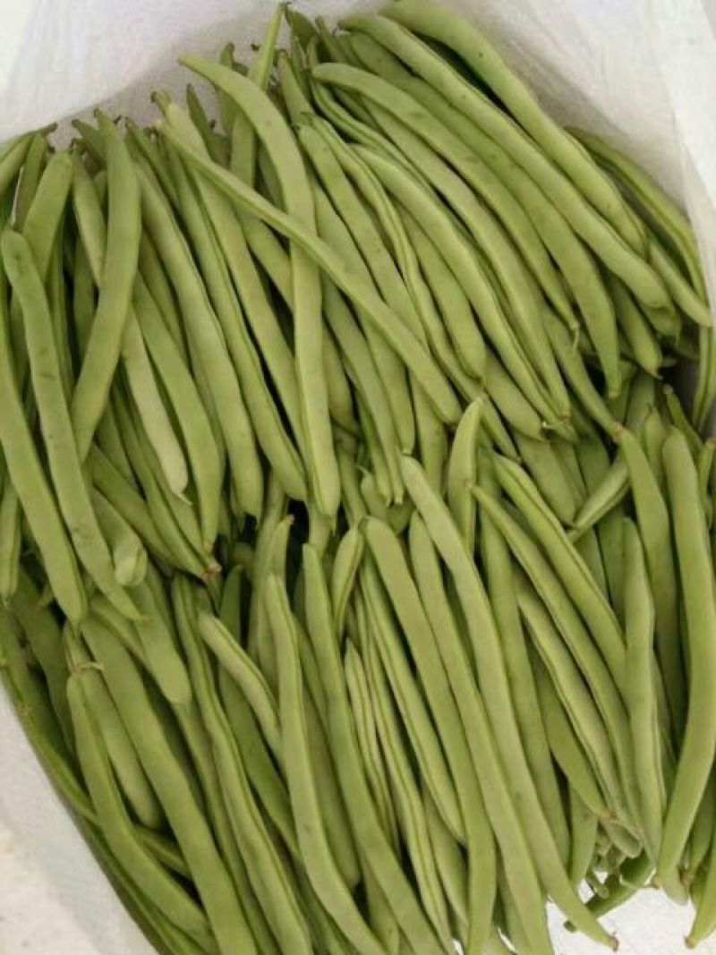 白花四季豆10厘米以上