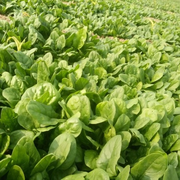 大叶菠菜20~25厘米