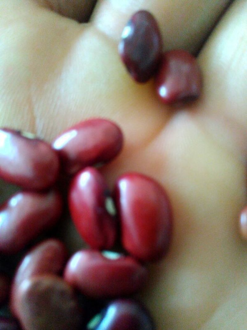 红豆