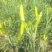 干黄花菜
