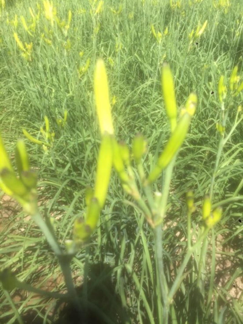 干黄花菜