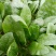 大叶菠菜20~25厘米