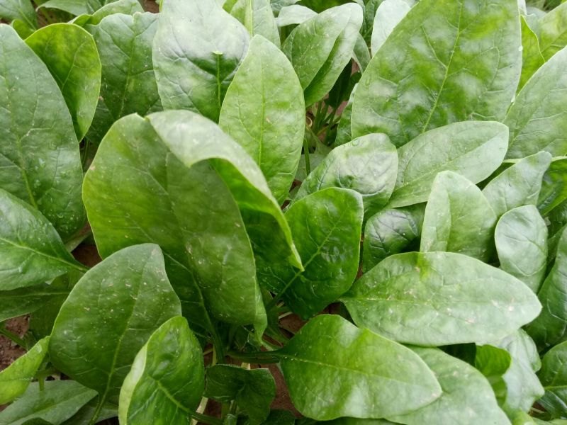 大叶菠菜20~25厘米