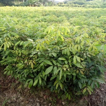 桂圆苗优良桂圆嫁接树苗,储良,石夹,四季龙眼