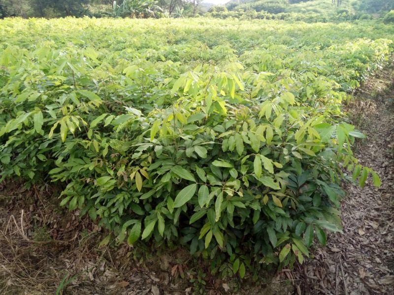 桂圆苗优良桂圆嫁接树苗，储良，石夹，四季龙眼