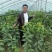 美早樱桃苗齐早樱桃苗俄罗斯8号樱桃苗品种纯