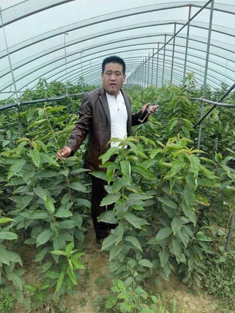 美早樱桃苗齐早樱桃苗俄罗斯8号樱桃苗品种纯