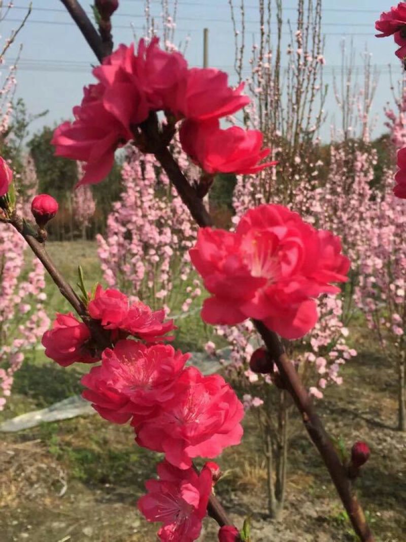 桃树4~6cm1.5~2米