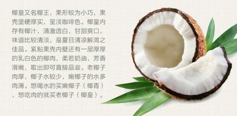 高种椰子2~2.5斤
