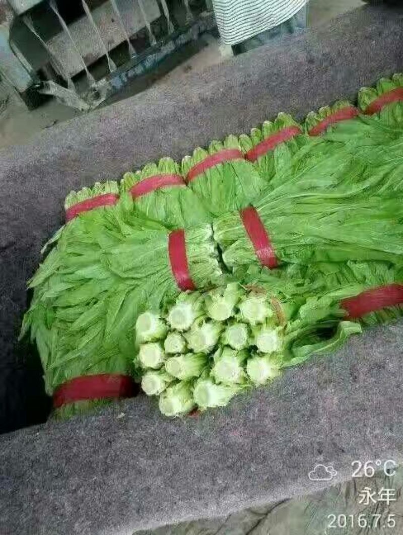 【油麦菜】河北油麦菜大量供应现摘现发可视频看货