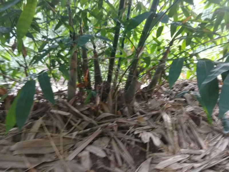 竹笋25~30cm