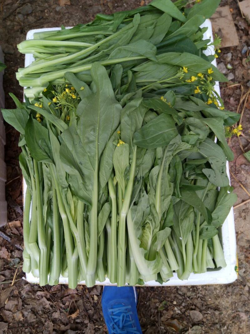 菜苔