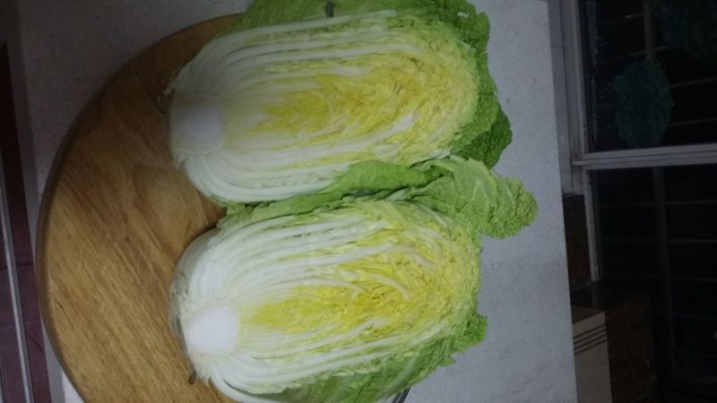 四川成都大白菜4~6斤净菜矮科黄心韩美黄