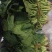 大叶菠菜30~35厘米