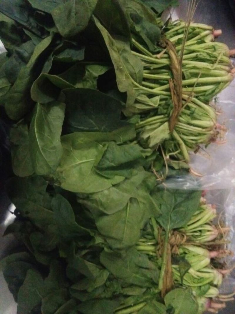 大叶菠菜30~35厘米