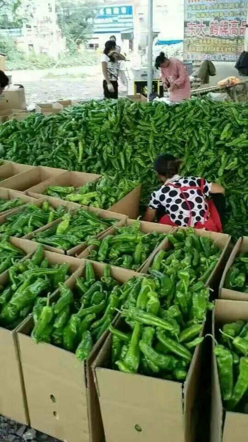 鲜辣椒大青椒4cm以上大量货源301辣椒