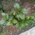 茶花50~80cm