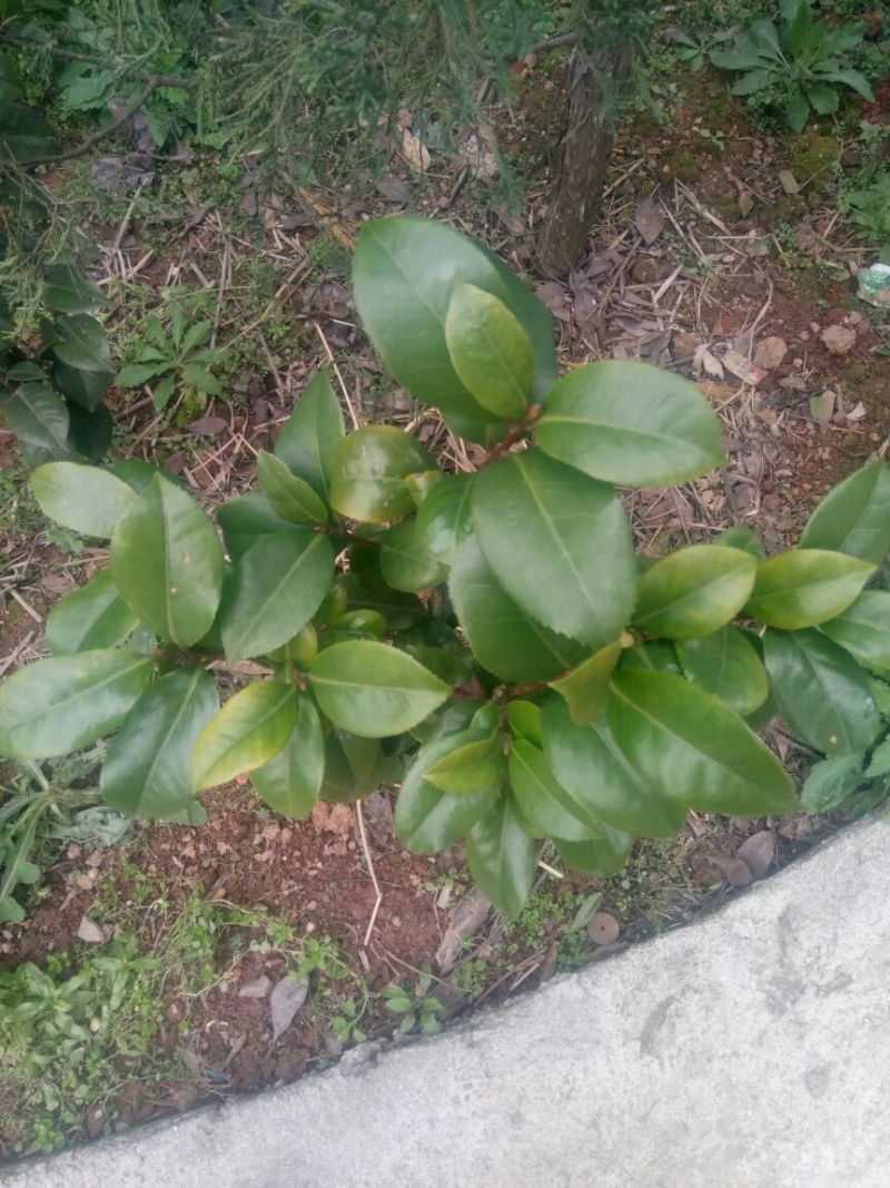 茶花50~80cm