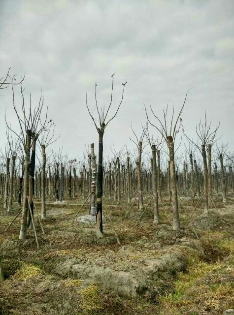 栾树