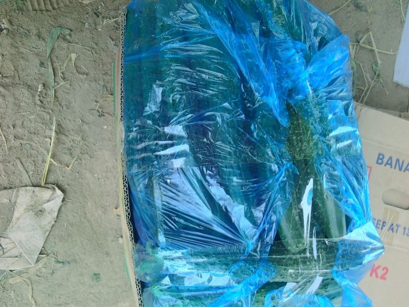 刺黄瓜22~25公分鲜花带刺