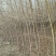 榆树6~8cm4~6cm3.5~4m