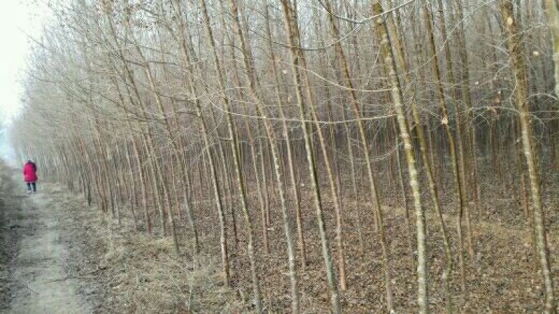 榆树6~8cm4~6cm3.5~4m