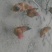 土鸡6月以下