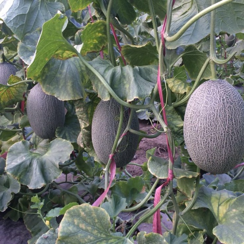 西州蜜瓜