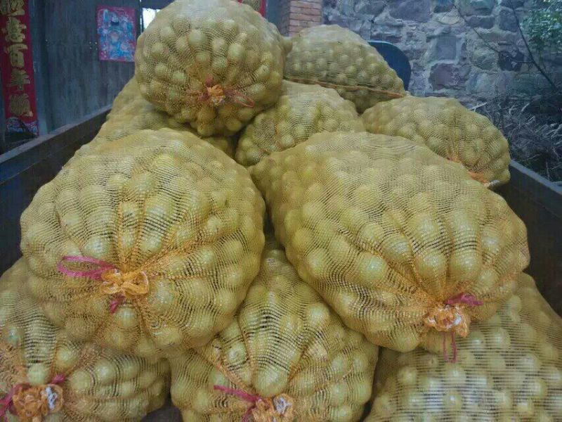 青皮核桃青皮品种优良