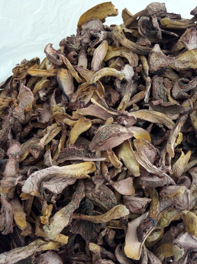 红蘑菇特级4cm