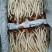 鲜茶树菇12cm