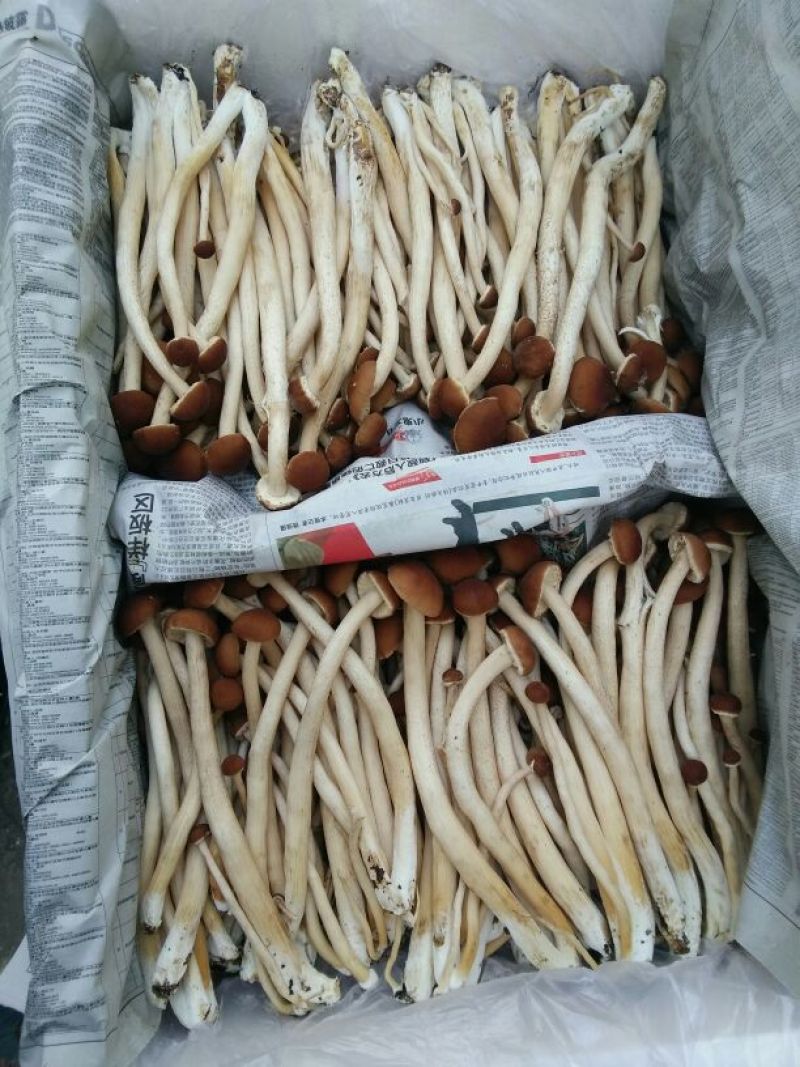 鲜茶树菇12cm