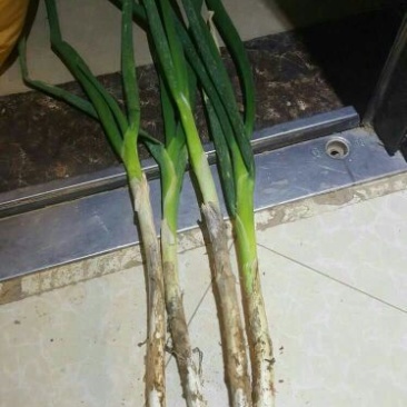 铁杆大葱25~30cm毛葱2cm左右