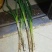 铁杆大葱25~30cm毛葱2cm左右